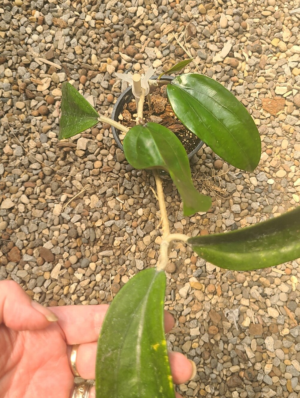 Hoya Rigida - Picture 4 of 7